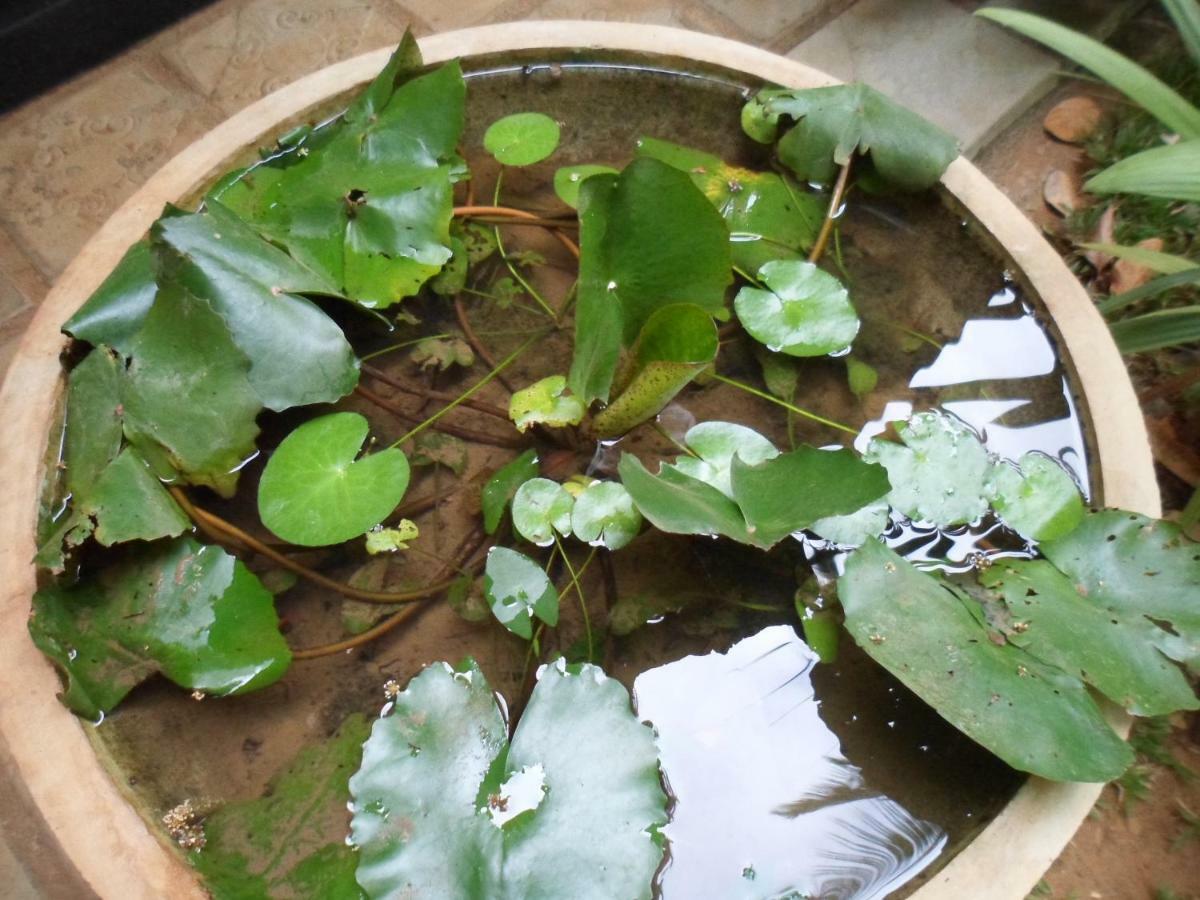 Green Bamboo House 시기리야 외부 사진